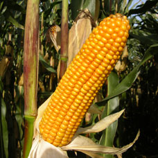 Photo du Variétés de maïs mixte Ronaldinio