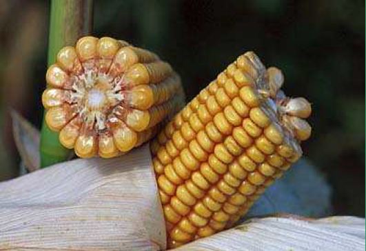 Photo du Variétés de maïs mixte Araya