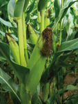 Photo du Variétés de maïs grain KONKORDANS