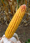 Photo du Variétés de maïs grain KRYSALIS