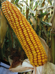 Photo du Variétés de maïs grain KOLEOPS