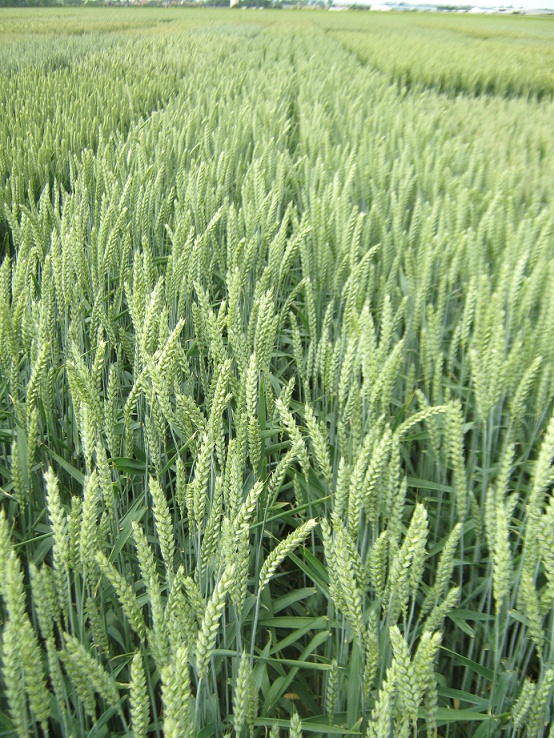 Photo du variétés blé d'hiver Odyssée