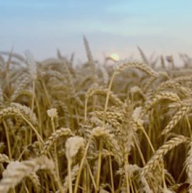 Photo du variétés blé d'hiver SY Tolbiac