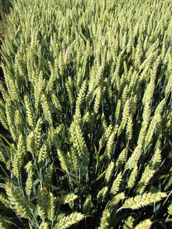 Photo du variétés blé d'hiver Ascott