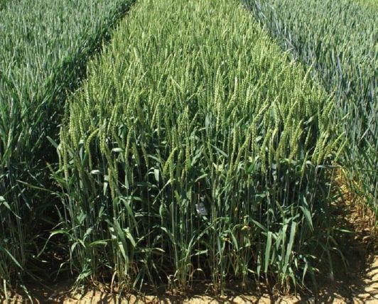 Photo du variétés blé d'hiver Solveig