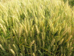 Photo du variétés blé d'hiver Artdeco