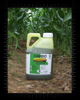 Photo du Herbicides maïs Cambio