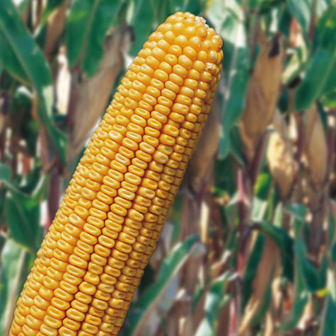 Photo du Variétés de maïs grain Almagro