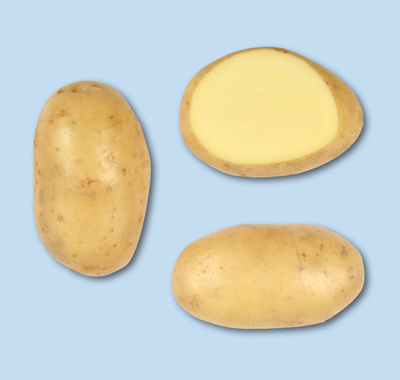 Photo du Pommes de terre de consommation Challenger
