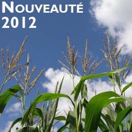 Photo du Variétés de maïs grain Clovis
