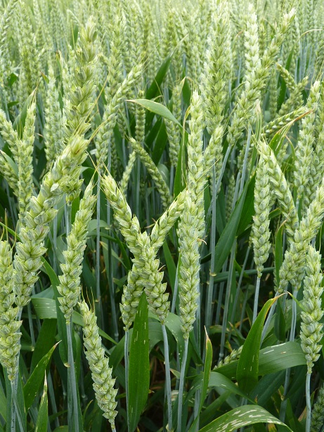 Photo du variétés blé d'hiver HYFI