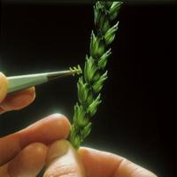 Photo du variétés blé d'hiver HYRISE
