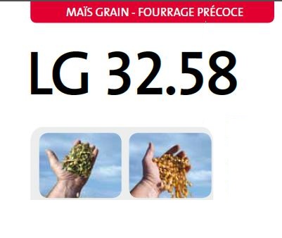 Photo du Variétés de maïs mixte LG 32.58