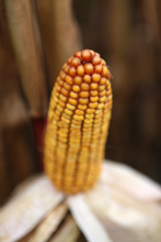 Photo du Variétés de maïs mixte Kandis
