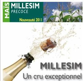 Photo du Variétés de maïs mixte Millesim