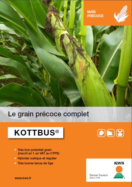 Photo du Variétés de maïs grain Kottbus
