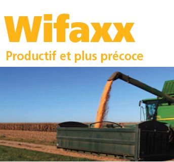 Photo du Variétés de maïs grain Wifaxx